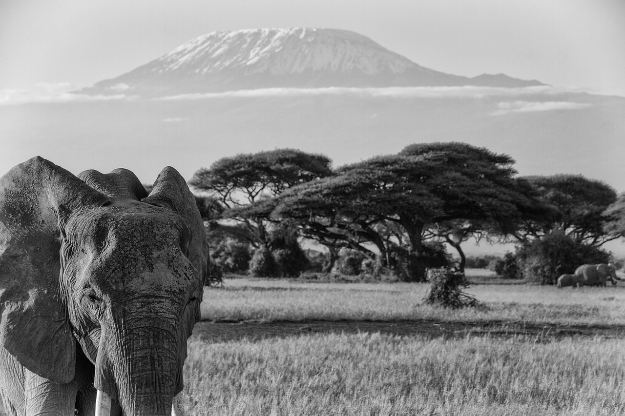 kilimanjaro-TANZANIE VOYAGE