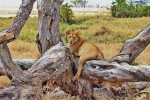 lion-serengeti-tanzanie-safari