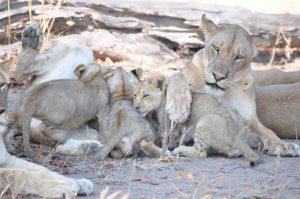 LIONS SAFARI ZAMBIE SOUTH LUANGWA