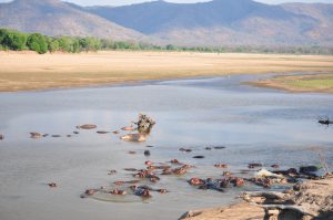 voyage- zambie-south-luangwa-HIPPOS