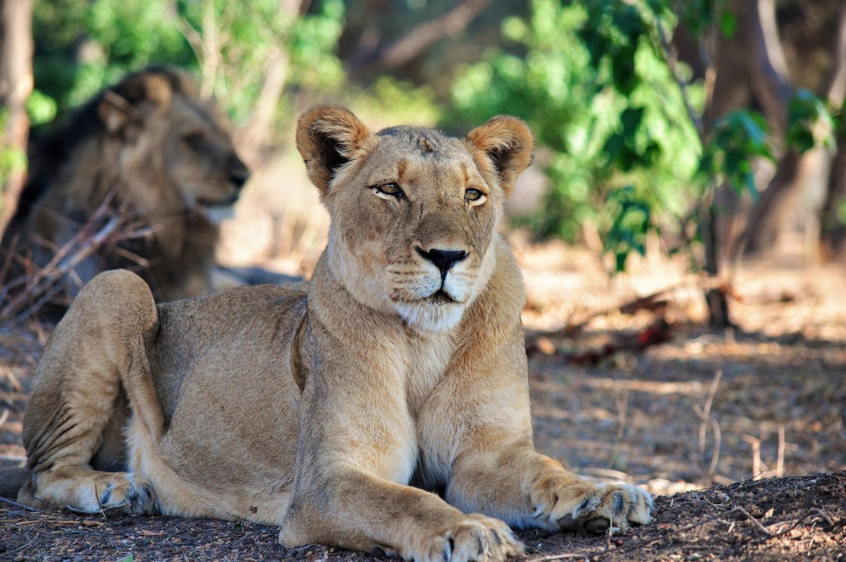 LION ZIMBABWE