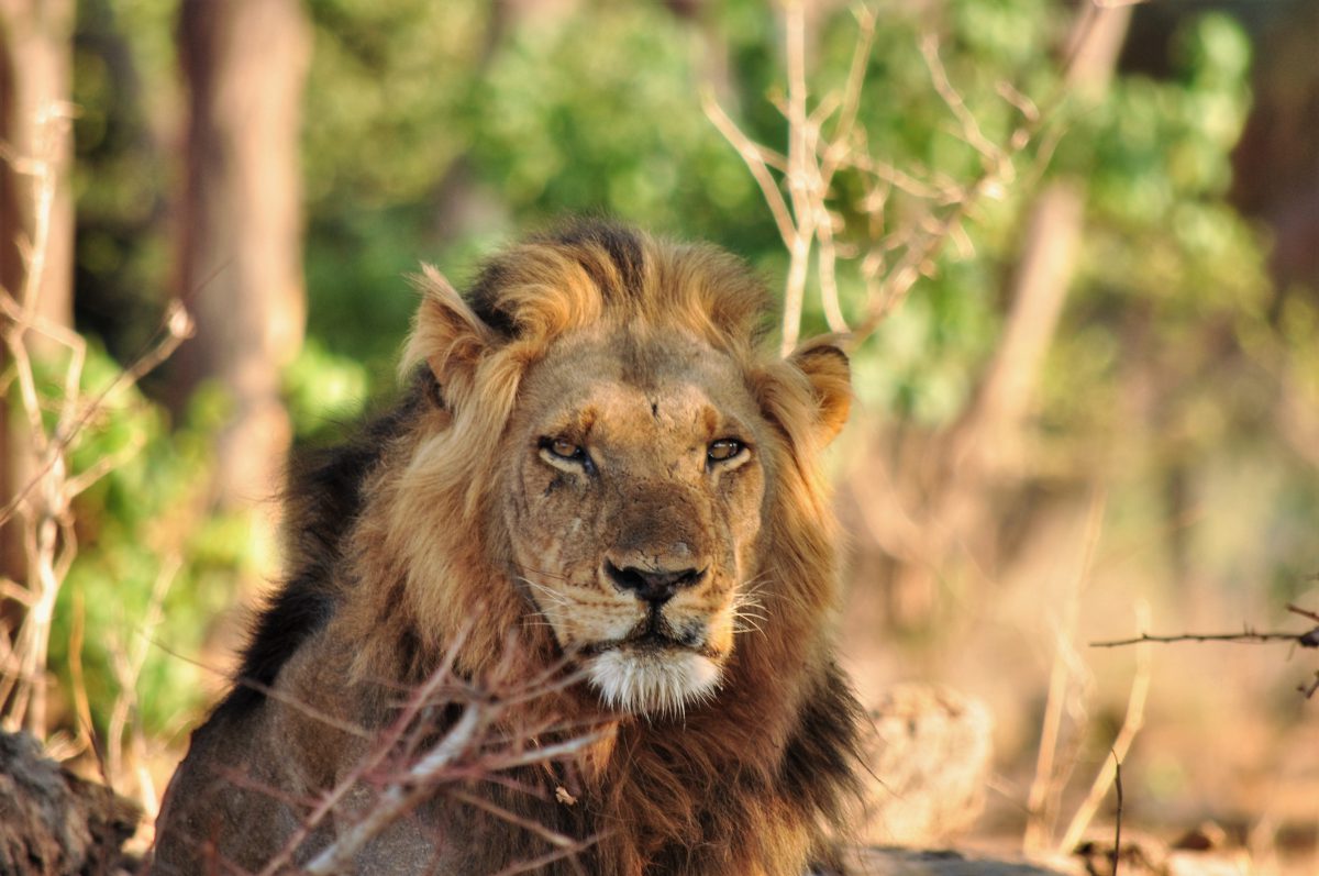 LION ZIMBABWE