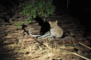 voyage- zambie-south-luangwa-léopard
