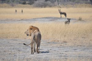 lion hwange safari