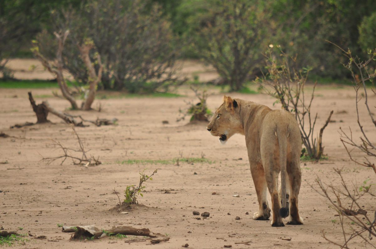 LIONNE SAFARI ZIMBABWE