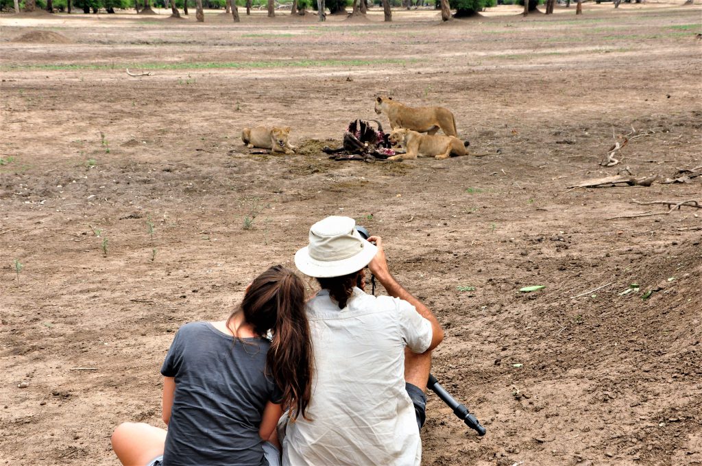 mana-lion-walking-safari