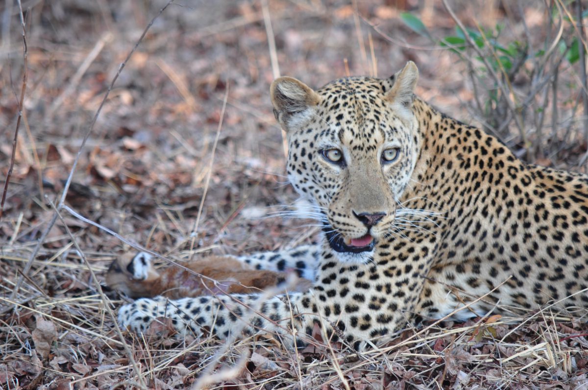 voyage- zambie-south-luangwa-léopard
