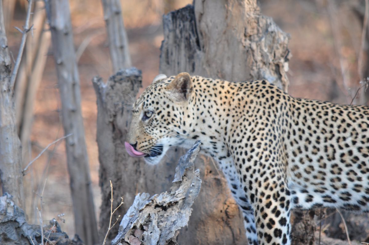 south-luangwa-LEOPARD