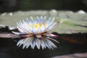 Delta de l' Okavango Botswana