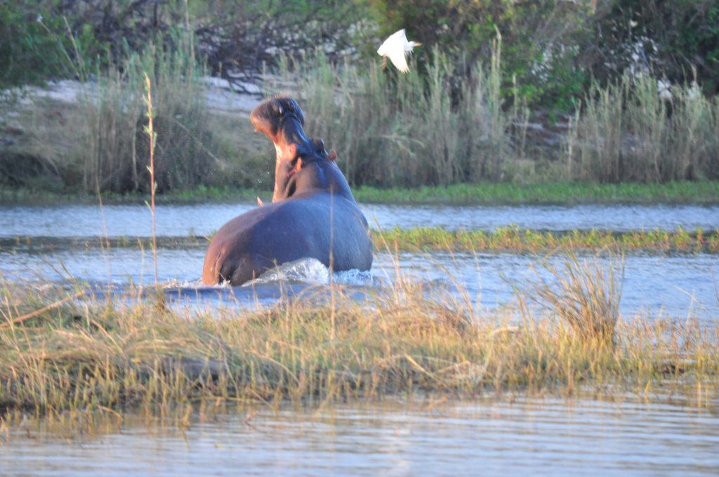 Delta de l' Okavango Botswana