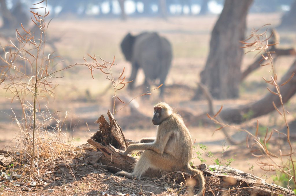 Mana Pools Zimbabwe