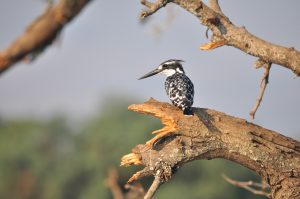 st lucia ISIMANGALISO