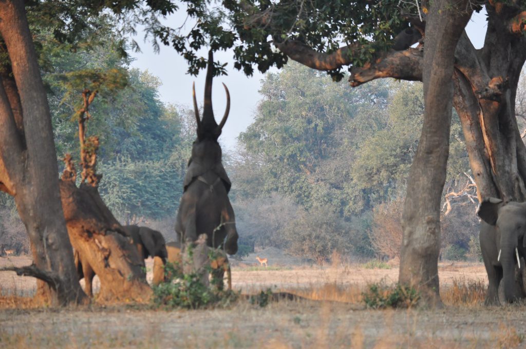 Mana Pools Zimbabwe Boswell