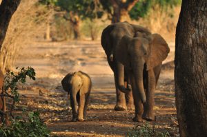 SAFARI PHOTO MANA POOLS ZIMBABWE