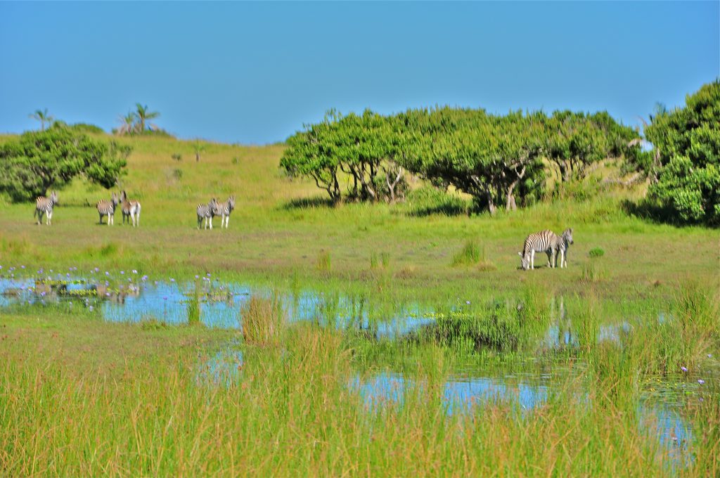 Isimangaliso- South Africa