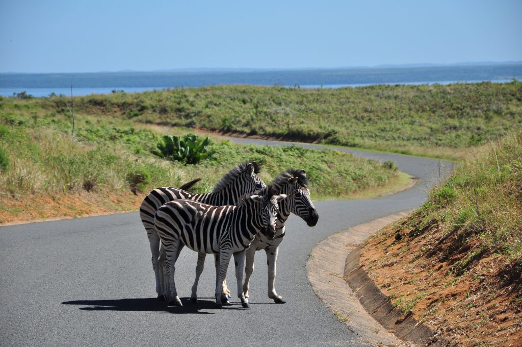 Isimangaliso- South Africa