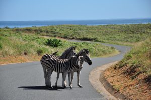 Isimangaliso- South Africa