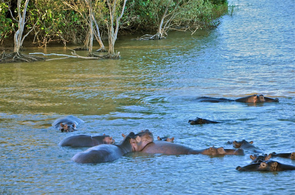 st lucia ISIMANGALISO