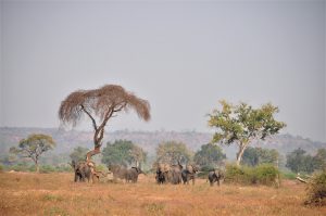 parc de gonarezhou Zimbabwe