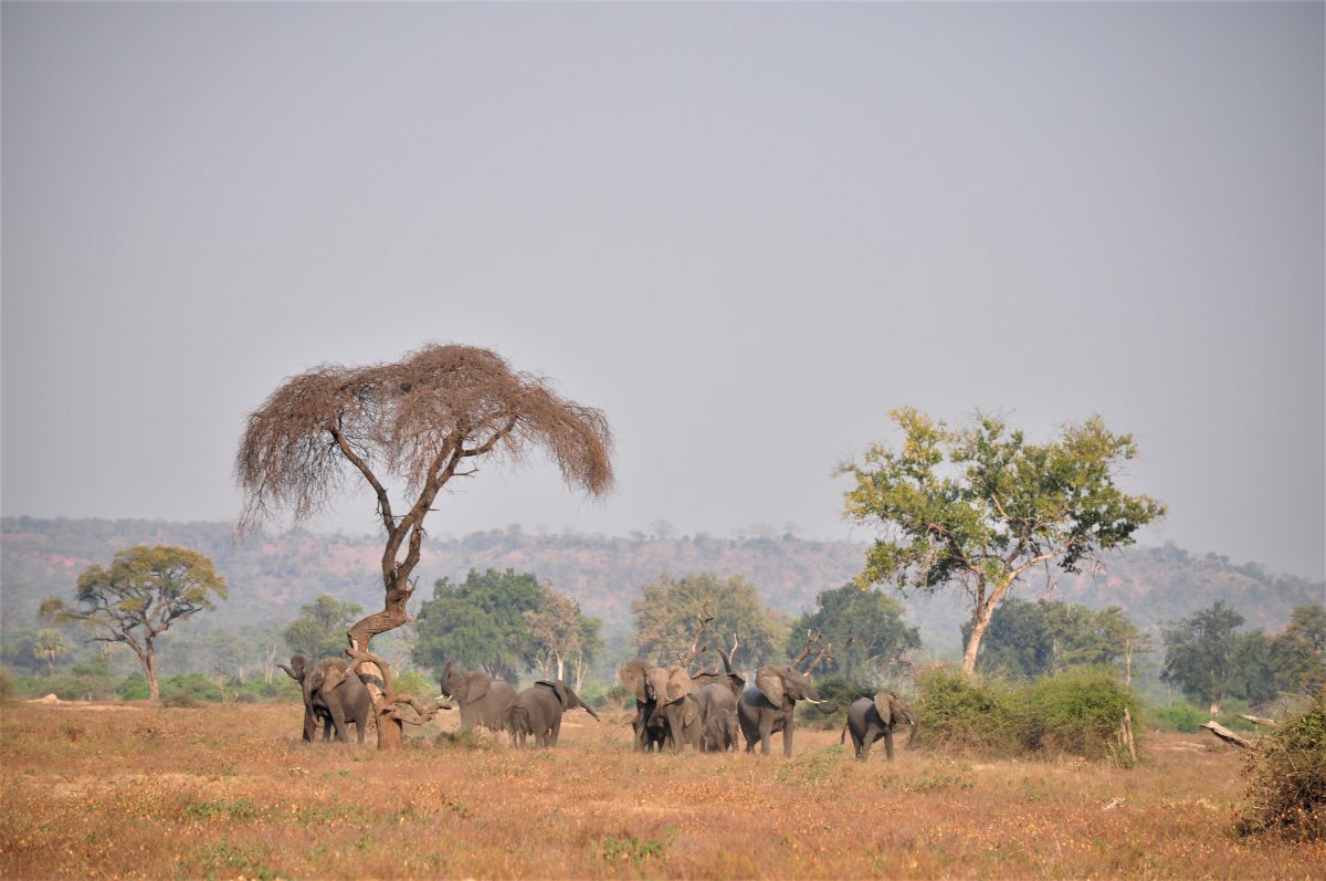 parc de gonarezhou Zimbabwe 