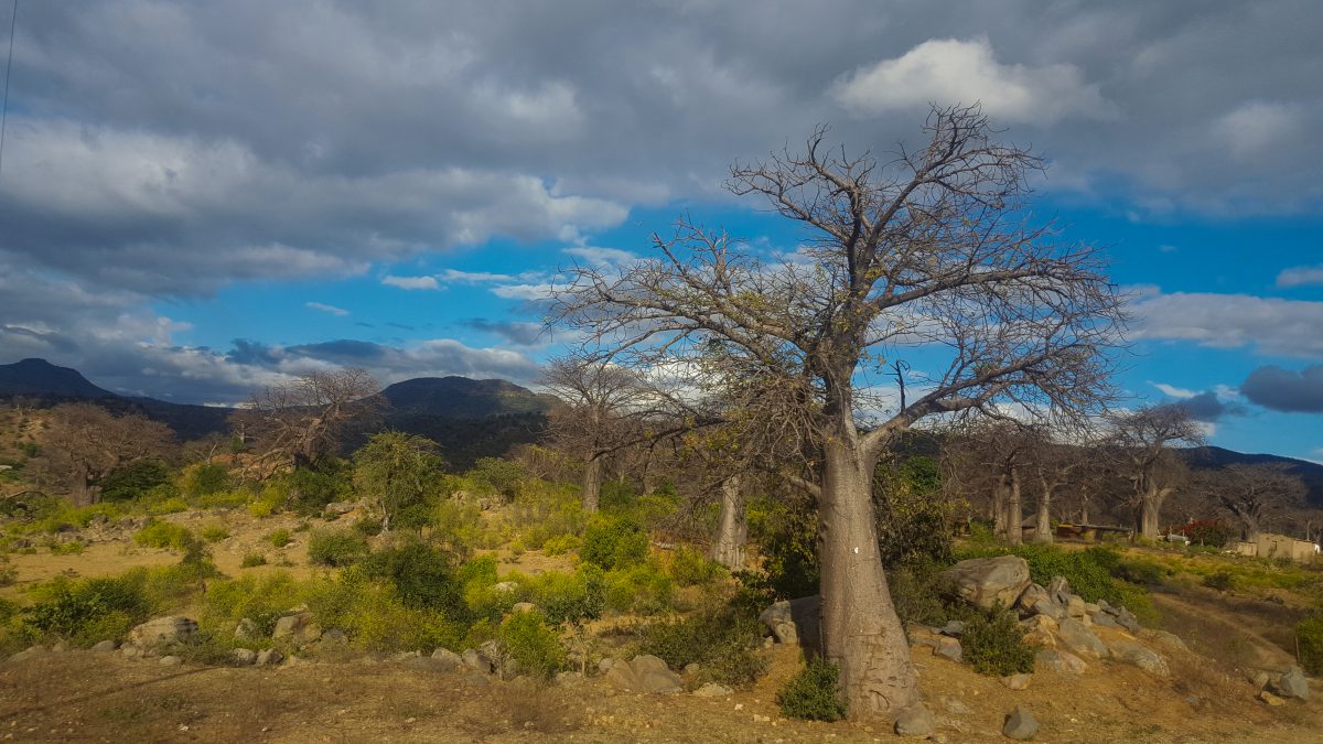 ZIMBABWE BAOBAB