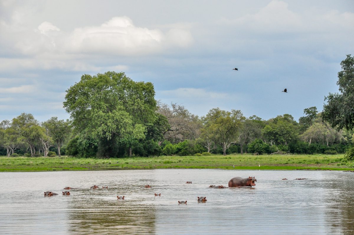 MANA POOLS SAISON DES PLUIES ZIMBABWE