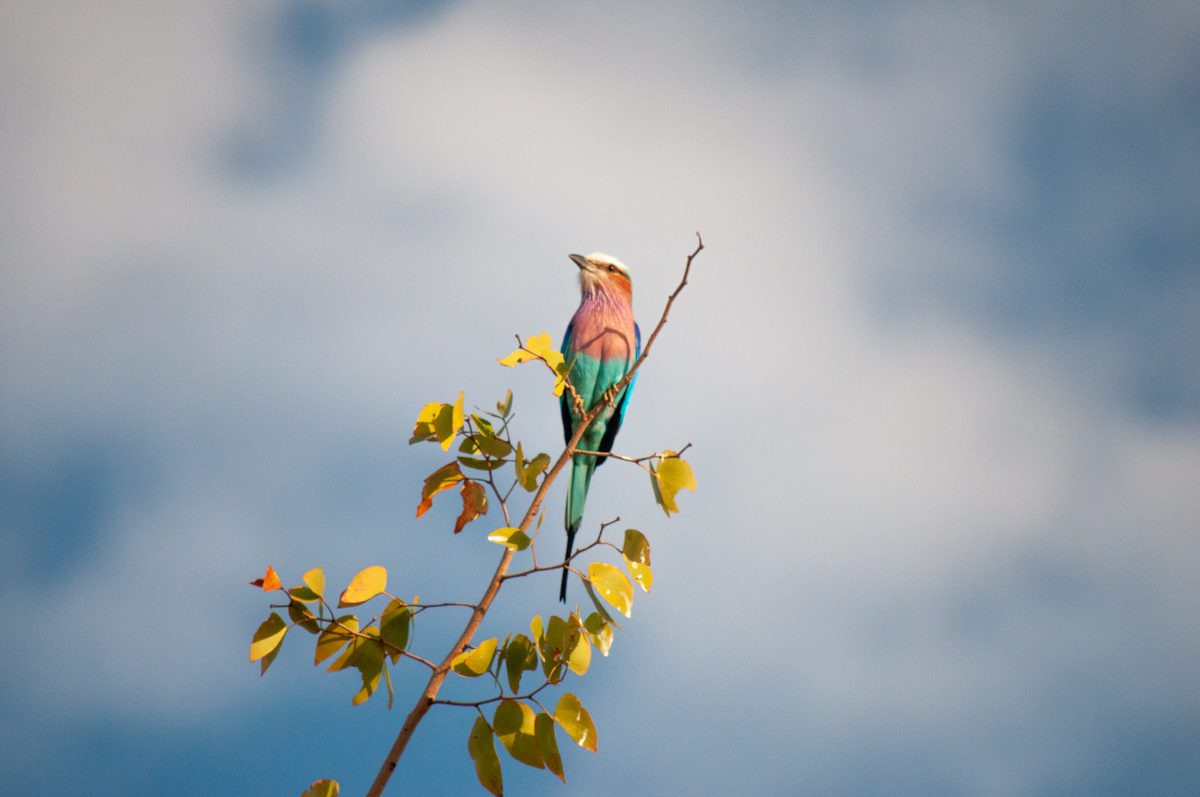 PARC DE HWANGE ZIMBABWE