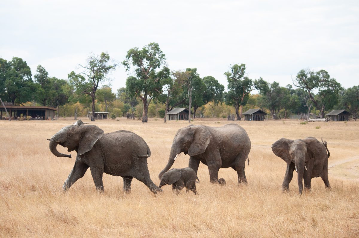 PARC DE HWANGE ZIMBABWE