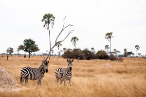 PARC DE HWANGE ZIMBABWE