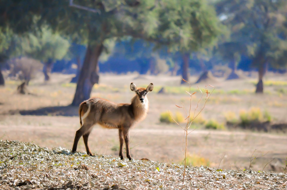 PARC DE MANA POOLS