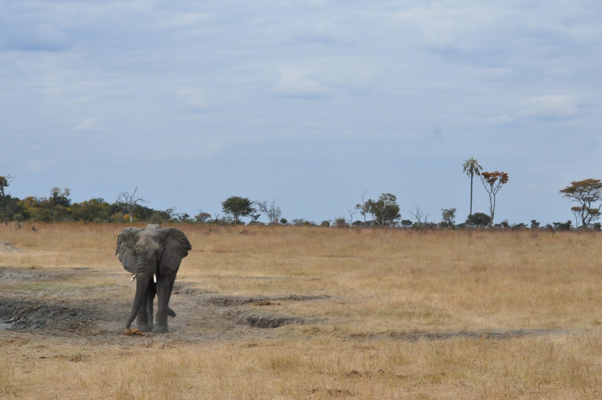 SAFARI HWANGE ZIMBABWE