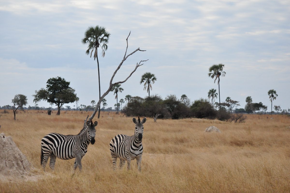 PARC DE HWANGE ZIMBABWE