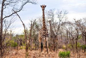 GIRAFE PARC DE HWANGE ZIMBABWE