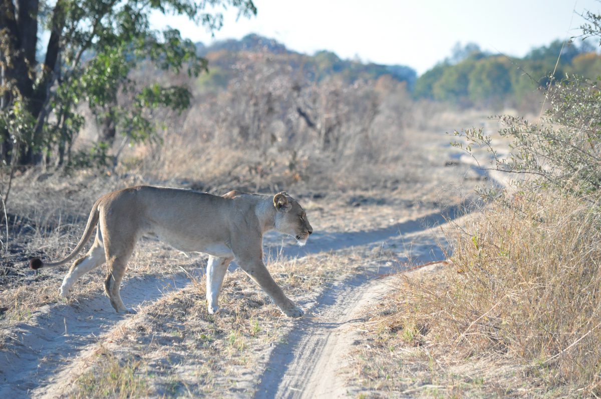 PARC DE HWANGE ZIMBABWE