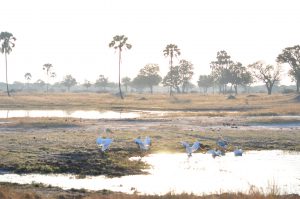 PELICAN HWANGE NATIONAL PARK