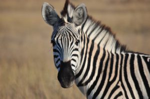 ZEBRE HWANGE NATIONAL PARK