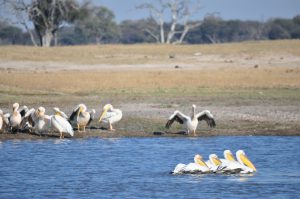 PARC DE HWANGE ZIMBABWE