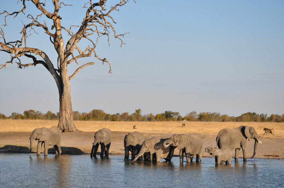 ELEPHANTS HWANGE NATIONAL PARK