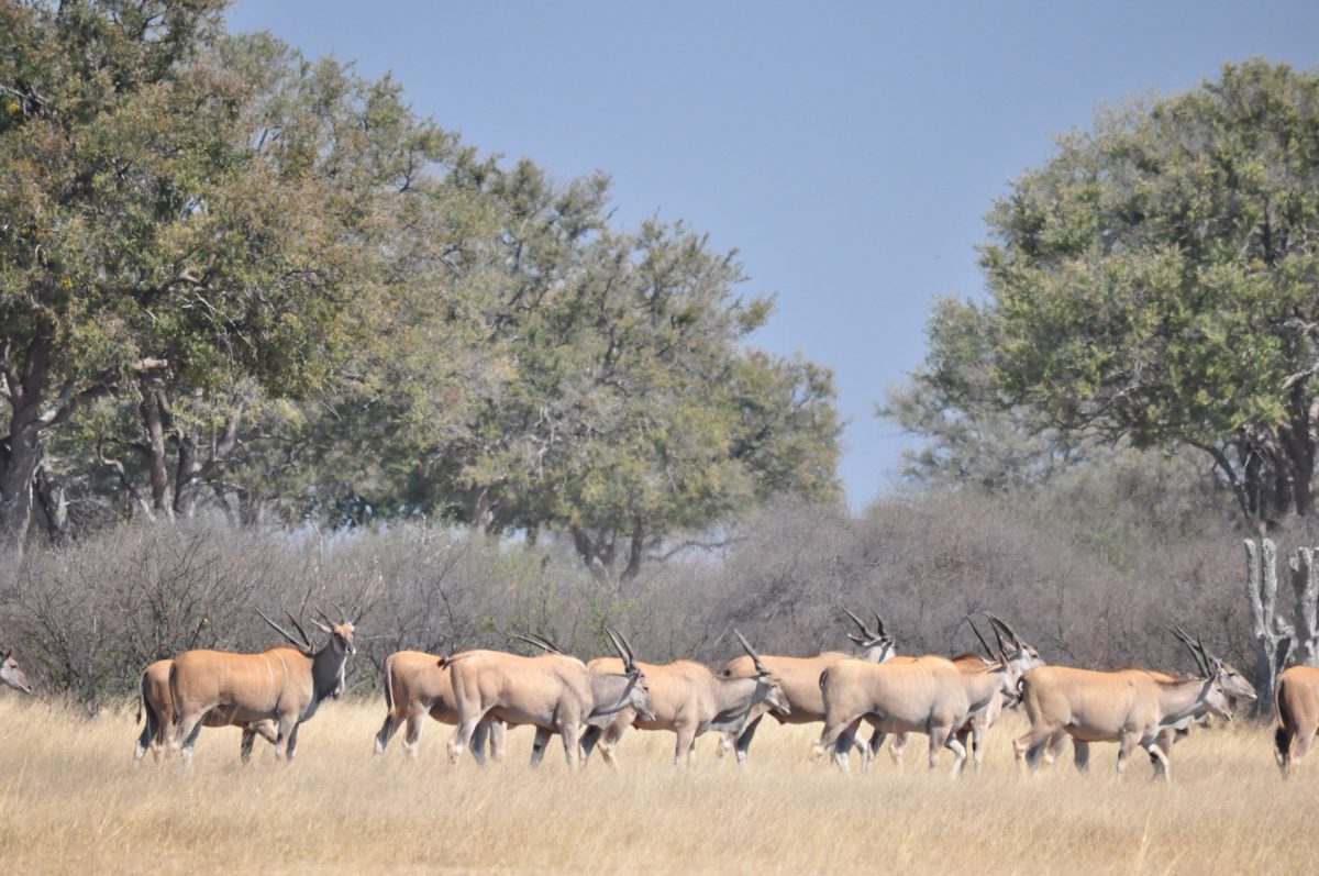 PARC DE HWANGE ZIMBABWE