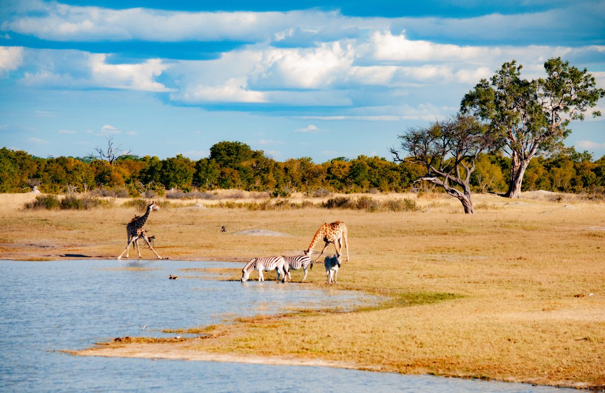  Zimbabwe Hwange 