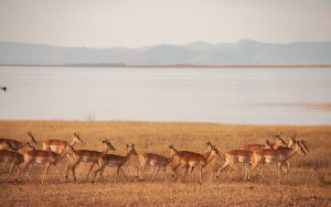 LAC KARIBA ZIMBABWE