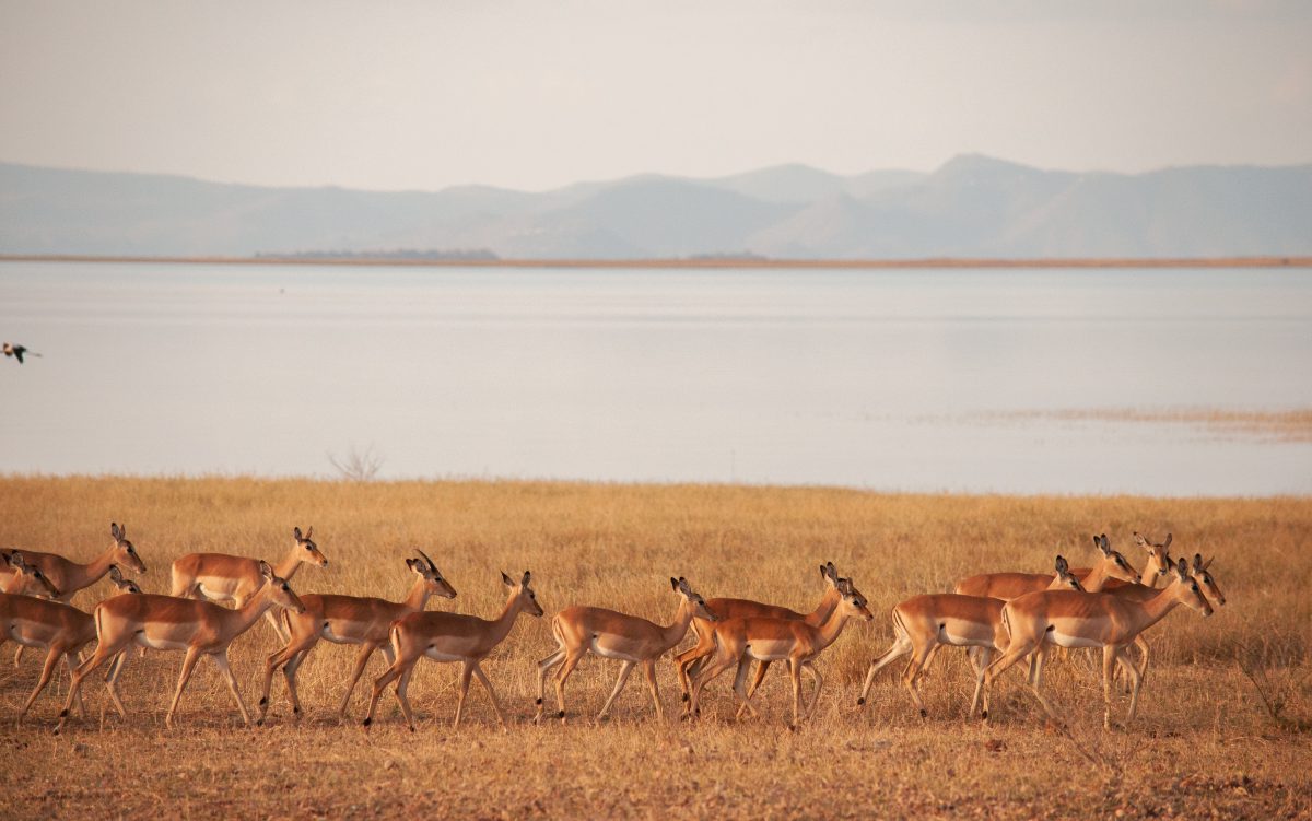 LAC KARIBA ZIMBABWE