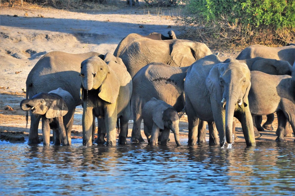 VOYAGE DE NOCES BOTSWANA ZIMBABWE ZAZU VOYAGE