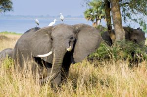 Zazu Voyage -elephant-Ouganda