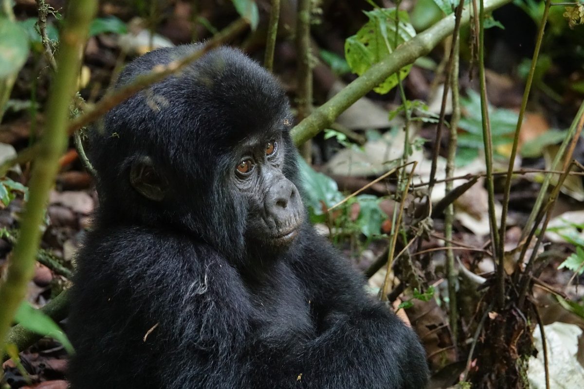 ouganda- gorilles- zazu voyage