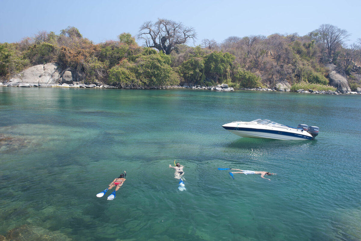 Blue-Zebra-Lake-Malawi-Zazu Voyage 3