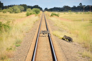 PUMBA TRAIN HWANGE ZIMBABWE ZAZU VOYAGE