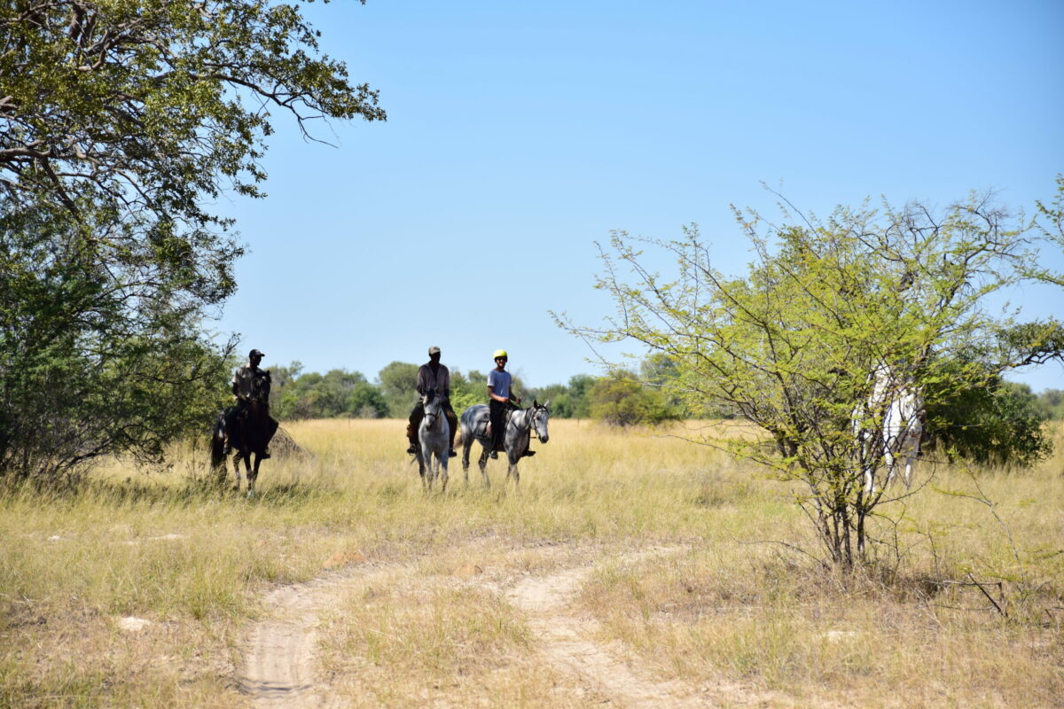 HORSE RIDING HWANGE ZIMBABWE BUSH TRAVEL ZAZU VOYAGE
