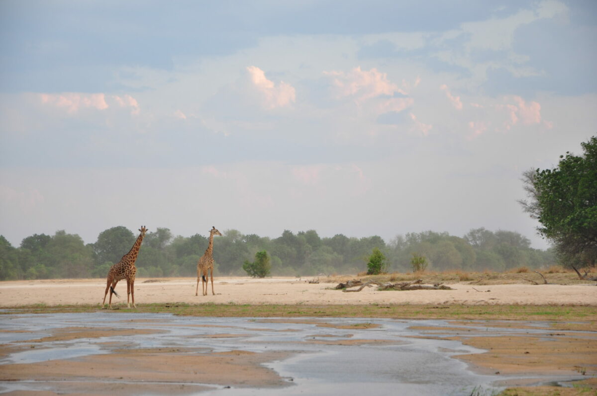 chindeni-safari-south-luangwa-zambia-zazu-voyage-girafe