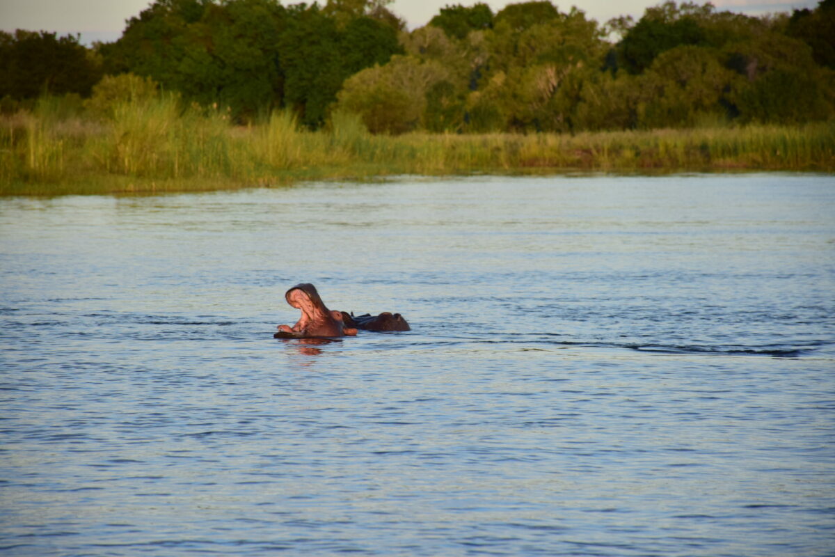 HIPPOPOTAME AFRIQUE ZIMBABWE ZAZU VOYAGE